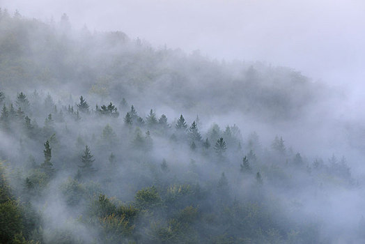 树,雾气,浓厚,雾,山谷,撒克逊瑞士,萨克森,德国,欧洲