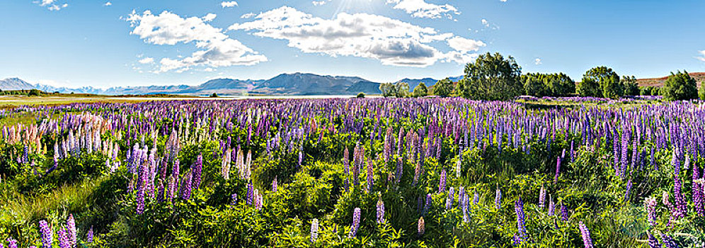 紫色,羽扇豆,特卡波湖,正面,南阿尔卑斯山,坎特伯雷,南岛,新西兰,大洋洲