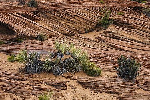 植物,岩石,地形,页岩,亚利桑那,美国