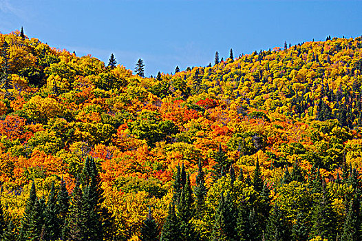 秋天,卡地亚,河谷,魁北克,加拿大