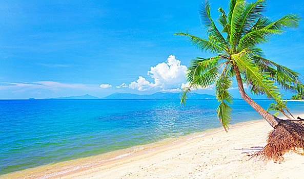 海滩,椰树