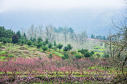 田园春色