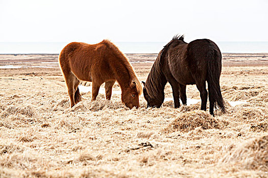 两个,冰岛马,草地,春天