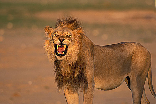 南非,卡拉哈迪大羚羊国家公园,雄性,狮子,卡拉哈里沙漠,日落
