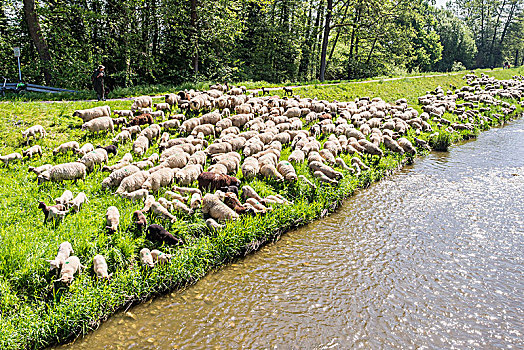 绵羊,河,草地,河边,布赖施高,德国