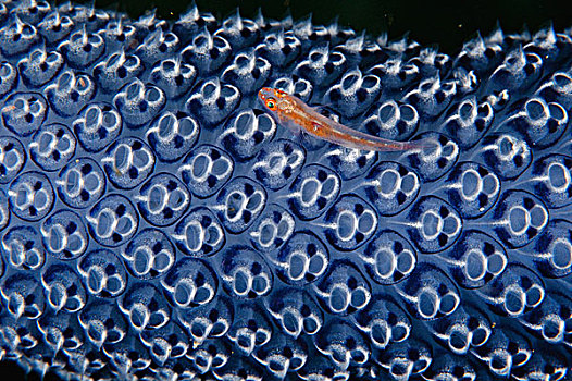 虾虎鱼,海鞘类,科莫多岛,印度尼西亚