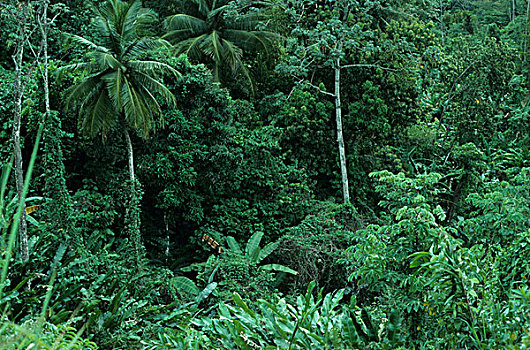 热带森林,植被,树,特立尼达