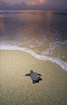 佛罗里达,朱诺海滩,蠵龟,孵化动物,海滩,边缘