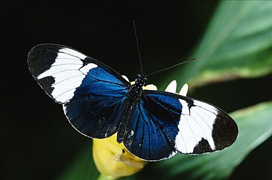 蝴蝶,有毒,模仿,雨林,哥斯达黎加