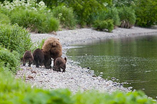 熊,熊崽,俄罗斯,半岛,堪察加半岛