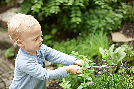 幼儿,男孩,修整,植物,后院