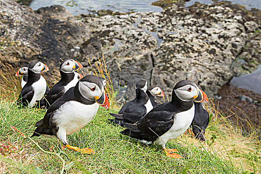 角嘴海雀,北极,栖息地,茂尔岛,内赫布里底群岛,苏格兰,英国,欧洲