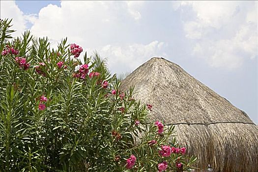 靠近,茅草屋顶,坎昆,墨西哥