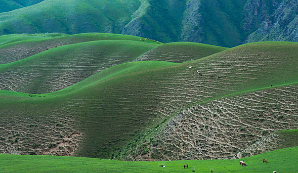 夏季新疆伊犁草原沿途风光