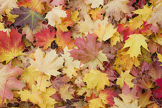 秋天,杏仁,公园,温哥华,不列颠哥伦比亚省,加拿大