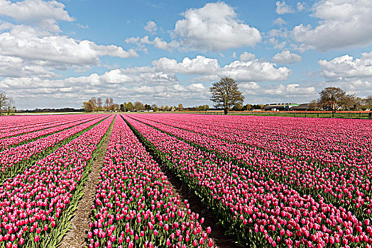 粉色,郁金香,地点,开花,靠近,阿克马镇,北荷兰,荷兰