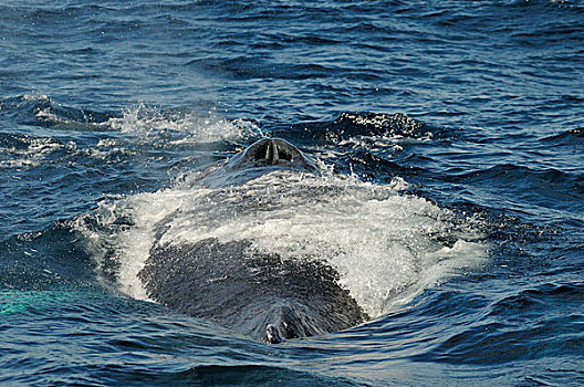 驼背,鲸,成年,展示,表面,下加利福尼亚州,墨西哥,北美