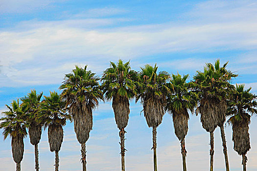 棕榈树,威尼斯海滩