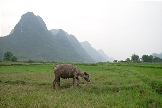 广西,中国