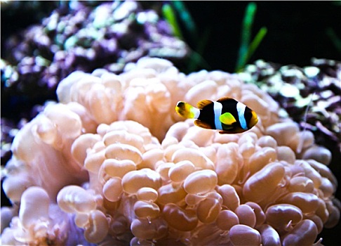 珊瑚礁,热带鱼,水族箱
