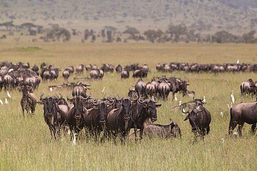 角马,放牧,塞伦盖蒂国家公园,坦桑尼亚,东非