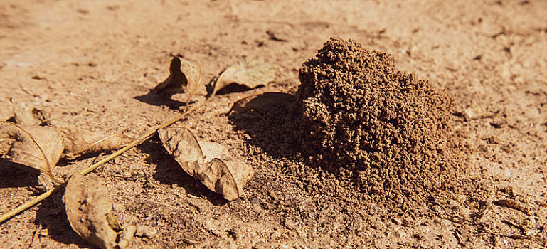 蚂蚁堆与枯叶