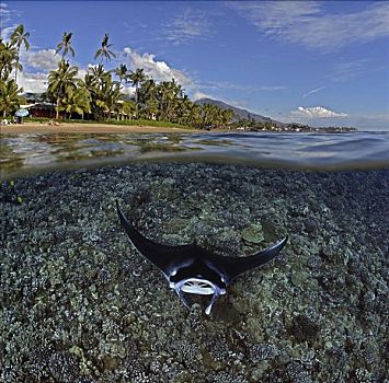 夏威夷,毛伊岛,分开,图像,大鳐鱼,双吻前口蝠鲼,游泳,高处,珊瑚,热带海岛,场景