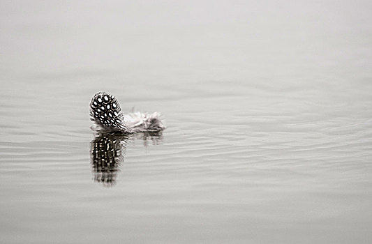羽毛,吐绶鸡,漂浮,水面,马沙图禁猎区,博茨瓦纳,非洲