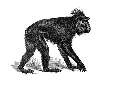 木刻,苏拉威西岛,短尾猿,黑色,弥猴属