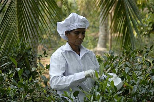茶,丰收,女人,挑选,茶叶,白色,手套,剪刀,斯里兰卡,南亚,亚洲