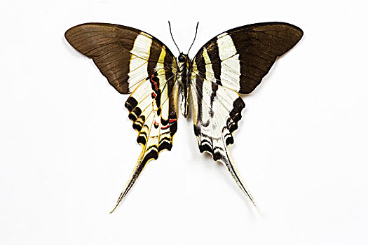 燕尾蝶,展示,对比,上面,翼,仰视