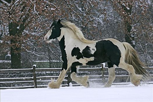 马,种马,驰骋,雪地