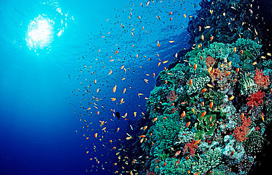 彩色,珊瑚礁,金鱼,金拟花鲈,红海,埃及