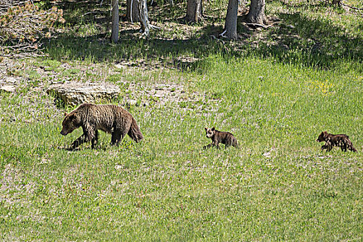 棕熊,女性,两个,幼兽,黄石国家公园,怀俄明,美国,北美
