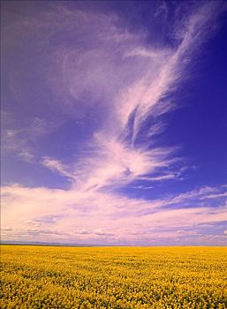 油菜地,卷云,靠近,赤鹿,艾伯塔省,加拿大