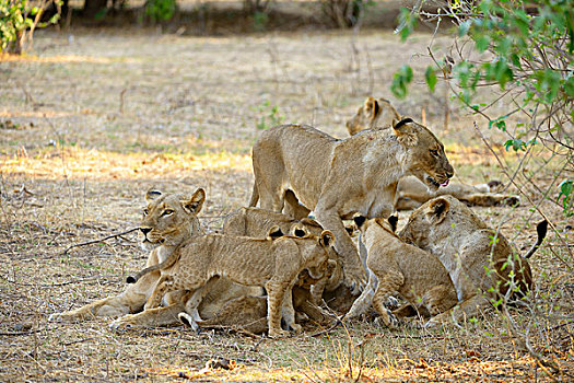狮子,女性,幼兽,休息,赞比西河下游国家公园,赞比亚,非洲