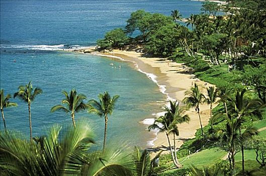 夏威夷,毛伊岛,海岸,海滩,棕榈树,前景,俯视