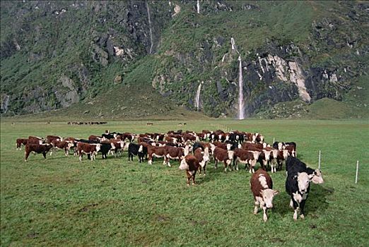 家牛,赫里福德,牧群,地点,靠近,瀑布,瓦纳卡,区域,中心,奥塔哥,南岛,新西兰
