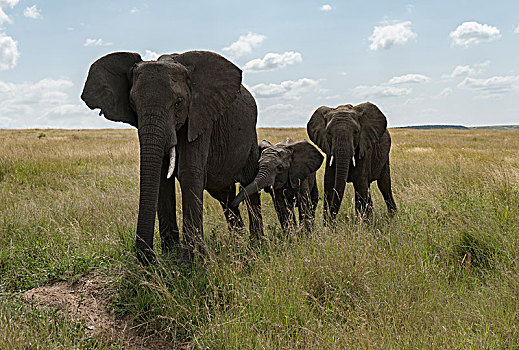 非洲大象058