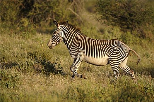细纹斑马,萨布鲁国家公园,肯尼亚,东非,非洲