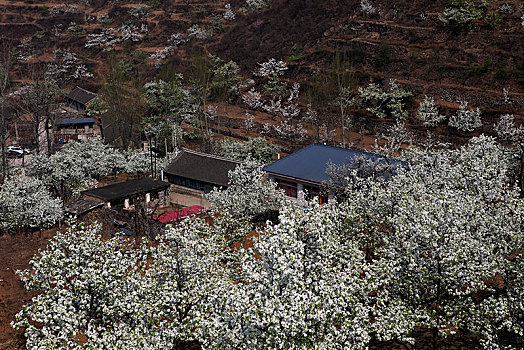 梨花,春天,开放,漫山遍野,梨园,洁白,生机勃勃,希望,山区,山坡