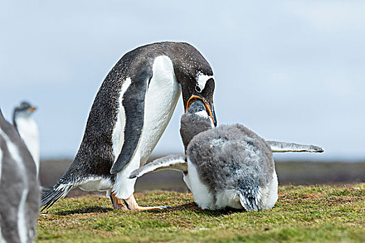 巴布亚企鹅,福克兰群岛,一半,幼禽,父母