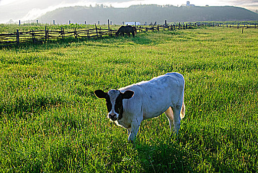 草原牧场小牛