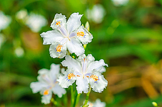 鸢尾花