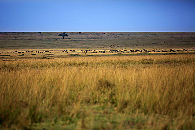 肯尼亚动物迁徙图片