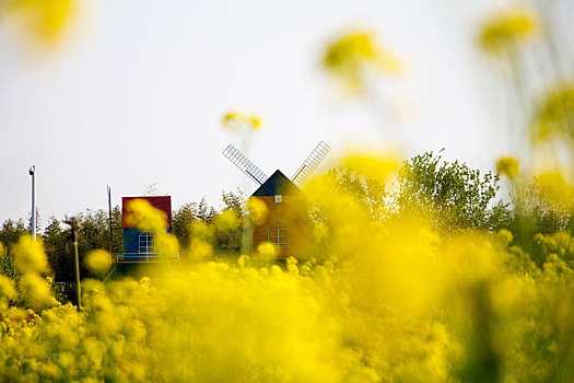 临沂兰陵国家农业公园油菜花中的风车