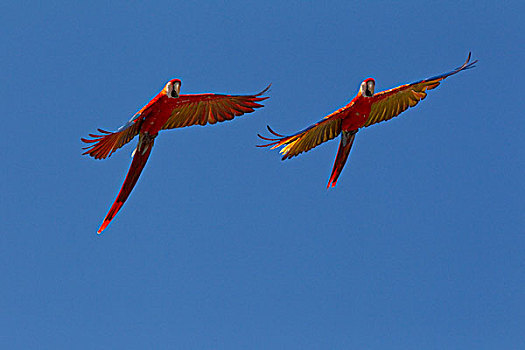 绯红金刚鹦鹉,一对,飞,南美