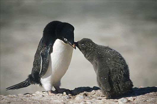 阿德利企鹅,幼禽,请求,食物,父母,岛屿,拥有,罗斯海,南极