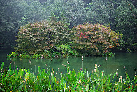 杭州九溪烟树