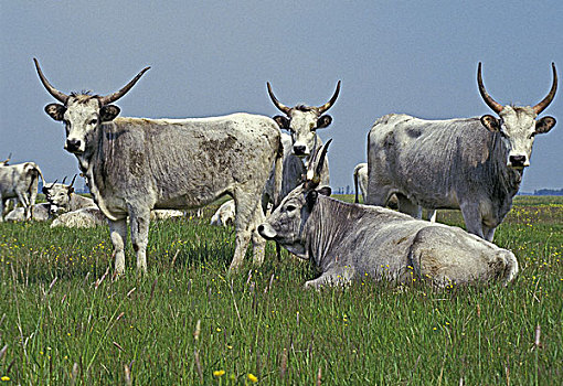 匈牙利人,灰色,牛,草原,匈牙利